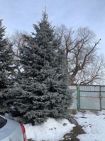 Ель голубая (Picea pungens), крупномеры для озеленения участков. -