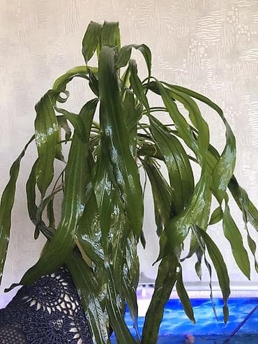 Женское счастье (Спатифиллюм): Аквариумное растение Эхинодорус (крупный куст) - Вид: эхинодорус с — 2