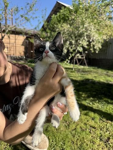 белый хомяк: Кошка даром: Беспородная, 2 месяца, Девочка, Приучена к лотку — 6