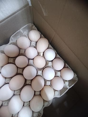 ячейки для яиц: Куриные яйца в лотках доставка бесплатно по Бишкеку доставка от 1 до — 2