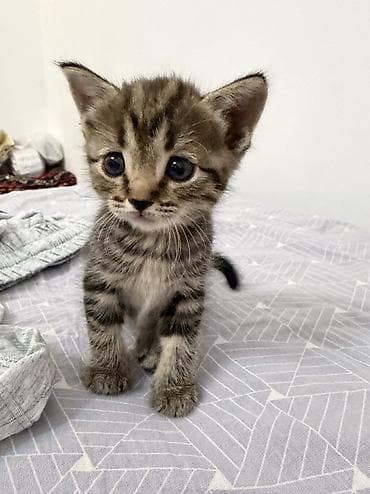 black cat: Скотиш Страйт (Шотландская прямоухая), 1 месяц, Девочка, Приучена к лотку — 3