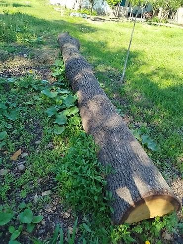 Ствол дерева (бревно) цельный дуб - Порода: лиственная (по структуре