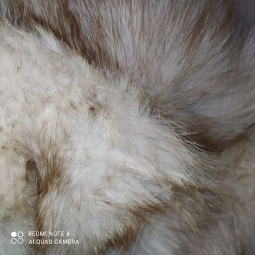 солнцезашитные очки: Шапки мужские,мех.
Каждая по 500 сом — 9