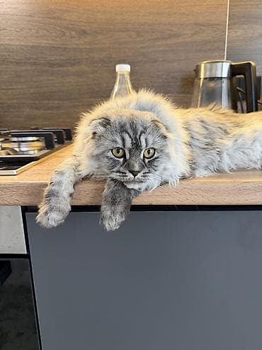 Вязка кошек: Мальчик, 1 год, С прививками — 2