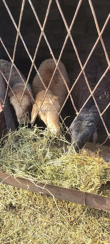 стрижка для овец: Продаю | Ягненок | Для разведения — 10