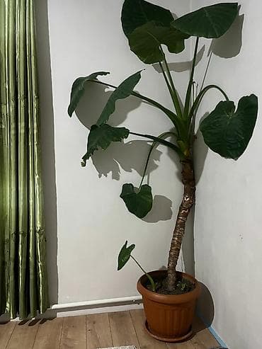 туя цена: Договорная — 3