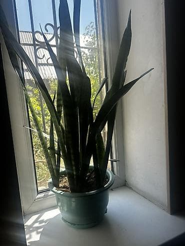 фикус тинеке: Сансевиерия (Sansevieria, «щучий хвост») в пластиковом горшке. - Куст — 1