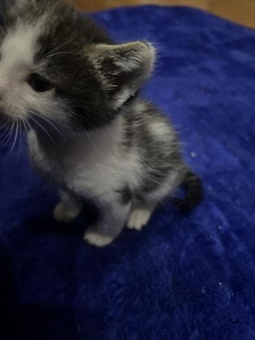 котята не дорого: Беспородная, 1 месяц, Мальчик — 2