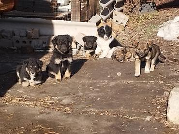 Отдам в добрые руки!!! Щенки 3 месяца. Ростом будут до колена. Кушают