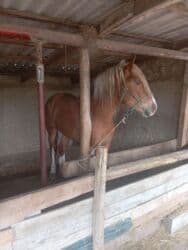 Кемирүүчүлөр: Сатам | Байтал | Көбөйтүү үчүн | Асыл тукумдуу — 4