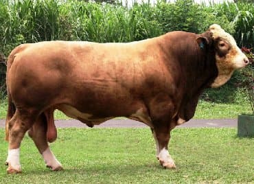 молочные оборудование: Искусственное осеменение коров гольштино-фризская швицская симментал — 1