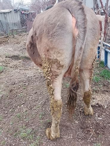 корова теленок: Продаю | Корова (самка) | Для разведения — 6