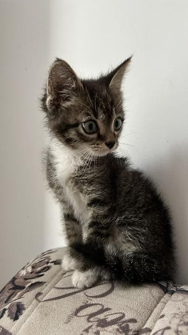 scottish fold: Кошка даром: Беспородная, Мальчик, Приучена к лотку — 1