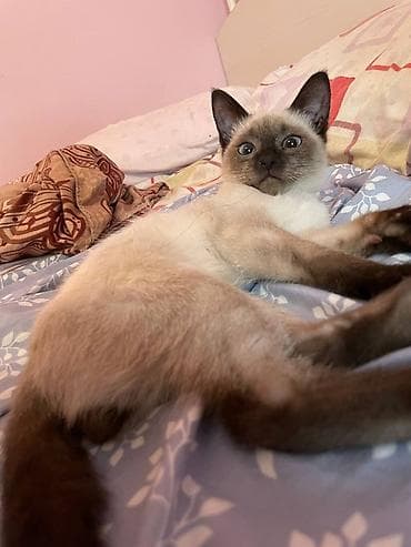 карликовые котята: Котёнок с колор-пойнт окрасом. - Порода: ориентировочно сиамский тип — 1