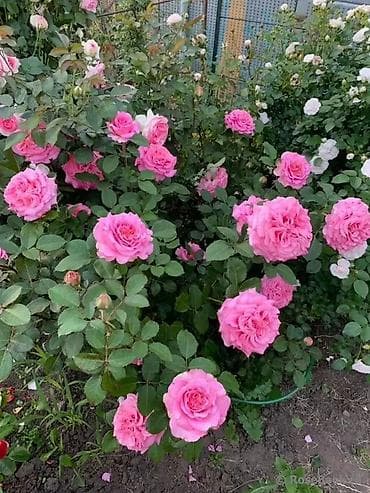 буква к: Саженцы — 8