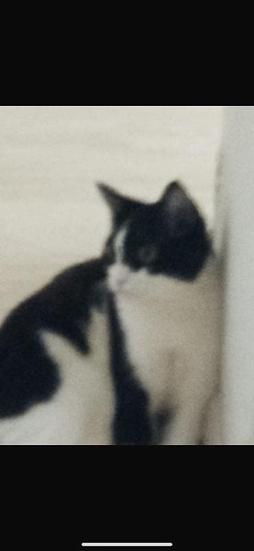 купит кошку: Кошка даром: Беспородная, Девочка, Приучена к лотку — 4