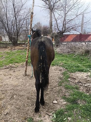 Продаю | Жеребец | Конный спорт at lalafo.kg Продаю | Жеребец | Конный спорт