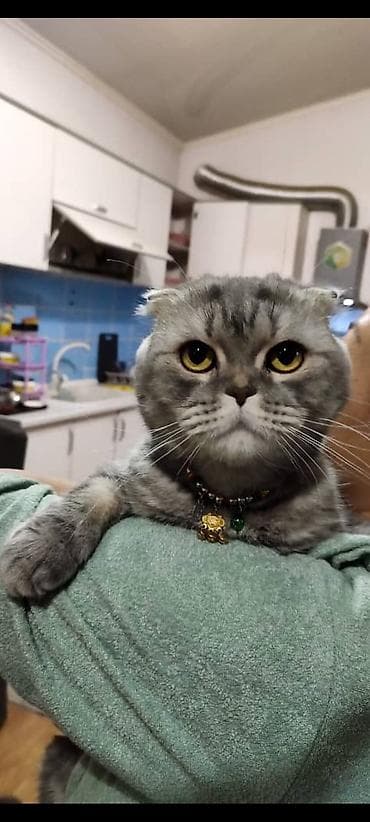 шотландский котята: Кошка даром: Скотиш Фолд (Шотландская вислоухая), 5 лет, Девочка, Кастрирована, Приучена к лотку, Проглистована — 3