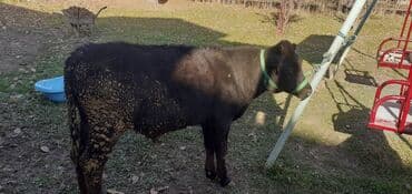 продаю связи с переездом: Продаю | Бык (самец) — 3