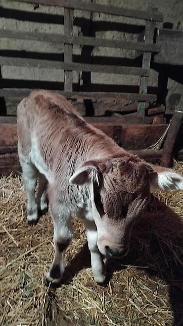 бычки и телки: Продаю | Музоо, торпок | На откорм — 2