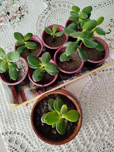 крассула: Крассула (денежное дерево) — укоренённые молодые саженцы в горшочках — 1