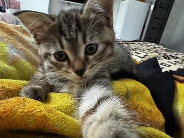 Котёнок с тигровым окрасом (серо-коричневый табби) и выразительными