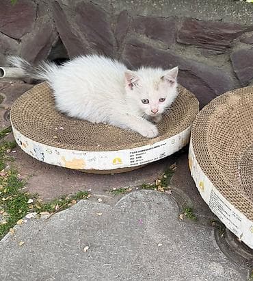 бурманский котенок: Беспородная, 2 месяца, Мальчик, Белый — 3