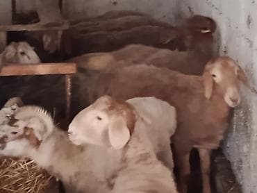 инкубационный яйцо бройлера: Продаю | Овца (самка) | Полукровка | Для разведения | Матка — 1