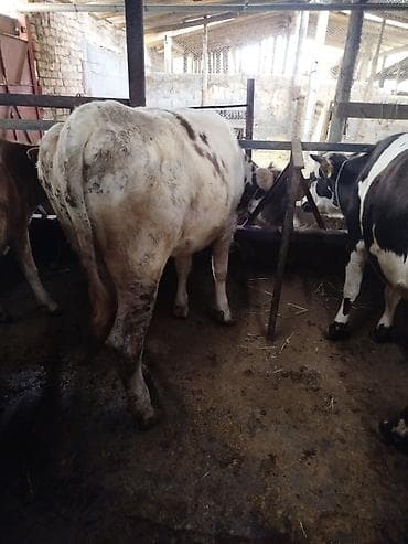 С/х животные и товары: Продаю | Тёлка — 3
