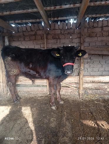 Продаю | Бык (самец) | На откорм | Привязанные