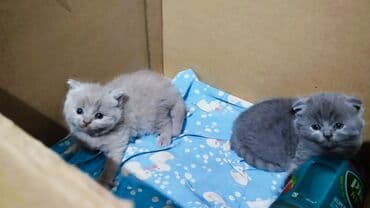 ящик почтовый: Британская короткошёрстная, 1 месяц, Мальчик, Голубой, Приучена к лотку — 3