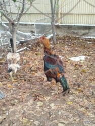 оборудование для кур: Дакан короз сатылат активный алмашу жолдору бар жемге жугоруго — 5