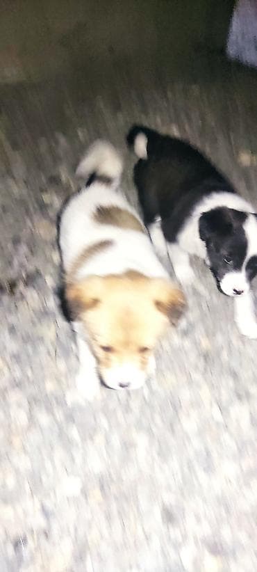 Аквариумдар: Отдам даром щенки бардер колли 1 Мес мальчики адрес город Ош село — 9