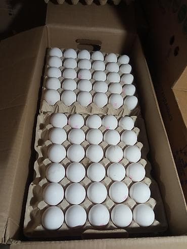 Яйцо куриное (жумуртка) оптом. Категория Со цена 12,6 сом.Адресс