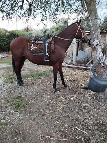 Продаю | Жеребец | Полукровка | Конный спорт | Осеменитель at lalafo.kg Продаю | Жеребец | Полукровка | Конный спорт | Осеменитель