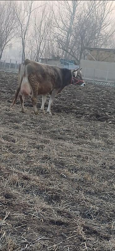 ош арзан уйлор: Сатам | Уй (ургаачы) | Аргын | Сүт алуу үчүн | Байланган — 1