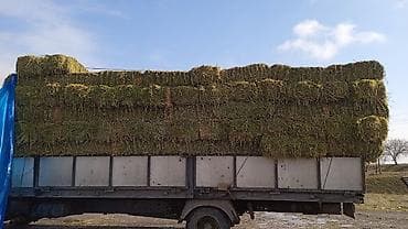 ит базар бишкек: Либой количества туки продайом саман беде чоп — 4