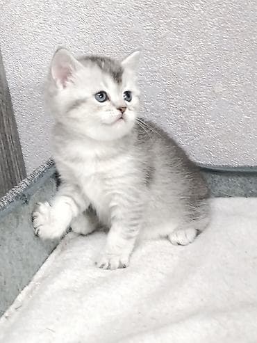 коты бенгальские: Скотиш Фолд (Шотландская вислоухая), 1 месяц, Девочка — 4