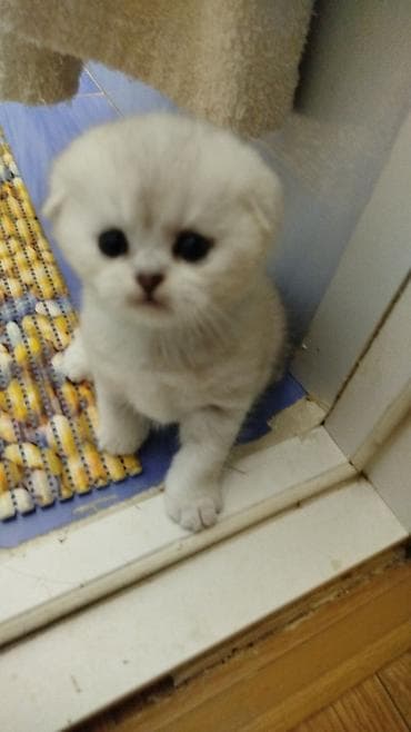 Мышыктар: Шотландский вислоухий котёнок (Scottish Fold) - Окрас: серебристый — 4
