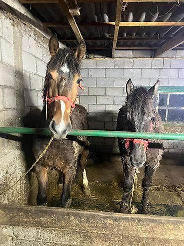 Иттер: Сатам | Байтал — 1