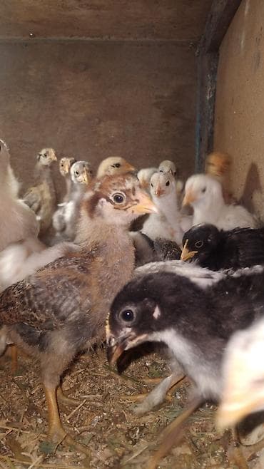 Куры, петухи: Продаю | Цыплята — 5