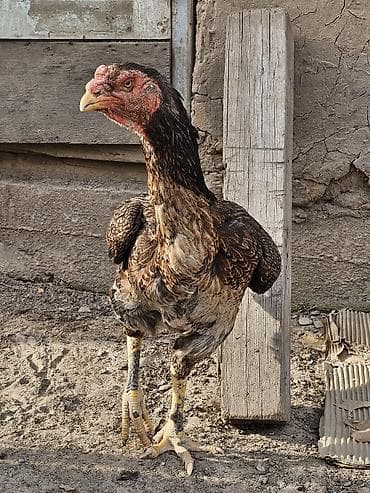 дакан корз: Продаю | Цыплята | Бойцовая, Дакан | Для разведения — 6