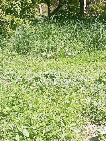 Уборка территории, Стрижка газона