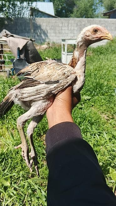 животные птицы: Продаю | Куры | Бойцовая | Для разведения — 2