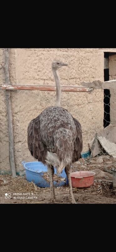 корм для птенцов волнистых попугаев: ‼️СРОЧНО Страусы (пара, самец и самка) - Вид: африканский страус — 3