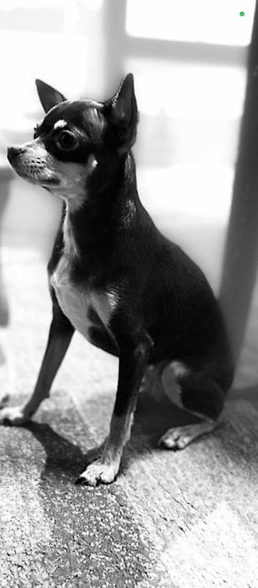 куплю щенков: Предлагаются к бронированию щенки той-терьера. Дата рождения — 1