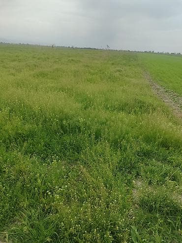 земельный участок продажа: 230 соток, Для сельского хозяйства — 4