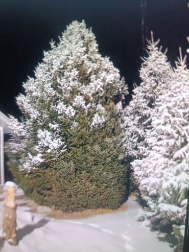 Садовые цветы и кустарники