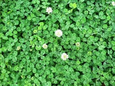 саженцы для сада: Семена КЛЕВЕРА ДЕКОРАТИВНОГО🍀 🍀 Клевер белый декоративный — 1