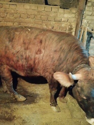 племенные коровы молочные купить: Продаю | Корова (самка) | Швицкая | На откорм | Племенные — 1